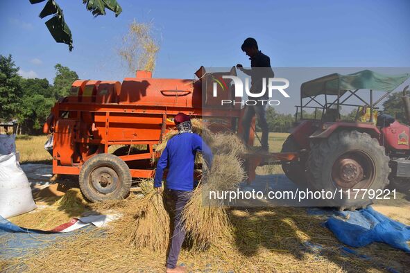 Farmers use a thresher machine to separate paddy grains in Nagaon district, Assam, India, on November 14, 2024. 