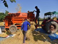 Farmers use a thresher machine to separate paddy grains in Nagaon district, Assam, India, on November 14, 2024. (