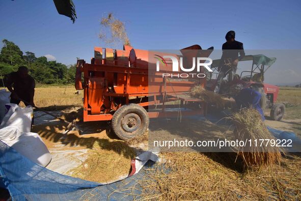 Farmers use a thresher machine to separate paddy grains in Nagaon district, Assam, India, on November 14, 2024. 