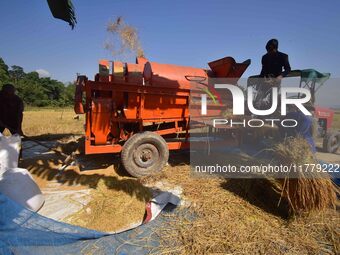 Farmers use a thresher machine to separate paddy grains in Nagaon district, Assam, India, on November 14, 2024. (