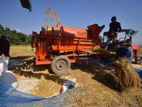 Farmers use a thresher machine to separate paddy grains in Nagaon district, Assam, India, on November 14, 2024. (