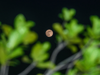 The Beaver Moon is observed at Tehatta, West Bengal, India, on November 15, 2024, as it changes color and brightens over time after rising....