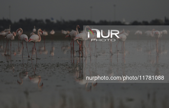 Flamingos search for food at the salt lake in southern coastal city of Larnaca in the southeast Mediterranean island of Cyprus. Friday, Nove...