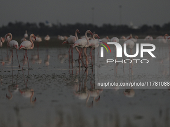 Flamingos search for food at the salt lake in southern coastal city of Larnaca in the southeast Mediterranean island of Cyprus. Friday, Nove...