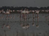 Flamingos search for food at the salt lake in southern coastal city of Larnaca in the southeast Mediterranean island of Cyprus. Friday, Nove...