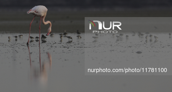 A flamingo stands in a salt lake in the southern coastal city of Larnaca, in the eastern Mediterranean island of Cyprus. Friday, November 15...