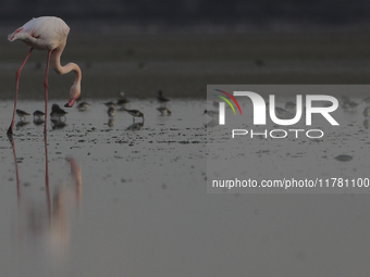 A flamingo stands in a salt lake in the southern coastal city of Larnaca, in the eastern Mediterranean island of Cyprus. Friday, November 15...