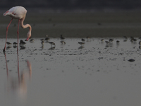 A flamingo stands in a salt lake in the southern coastal city of Larnaca, in the eastern Mediterranean island of Cyprus. Friday, November 15...