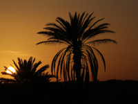 The photo, taken in Oued Souf, Algeria, on November 15, 2024, shows a sunset during the 6th International Saharan Tourism Festival (FITS). O...