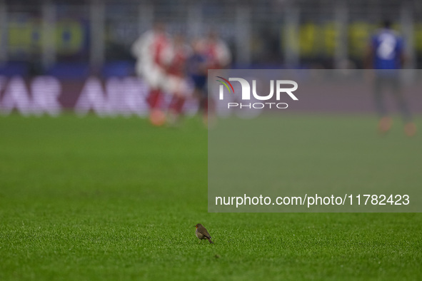 A little bird appears on the pitch during the UEFA Champions League 2024/25 League Phase MD4 match between FC Internazionale Milano and Arse...