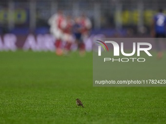 A little bird appears on the pitch during the UEFA Champions League 2024/25 League Phase MD4 match between FC Internazionale Milano and Arse...