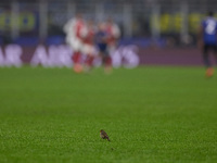 A little bird appears on the pitch during the UEFA Champions League 2024/25 League Phase MD4 match between FC Internazionale Milano and Arse...