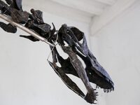 The largest dinosaur skeleton ever auctioned in France, measuring 22 meters long, sells on November 16, 2024, in the Paris region, for more...