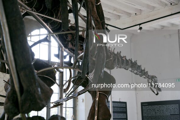 The largest dinosaur skeleton ever auctioned in France, measuring 22 meters long, sells on November 16, 2024, in the Paris region, for more...