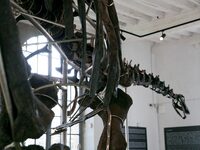 The largest dinosaur skeleton ever auctioned in France, measuring 22 meters long, sells on November 16, 2024, in the Paris region, for more...