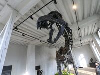 The largest dinosaur skeleton ever auctioned in France, measuring 22 meters long, sells on November 16, 2024, in the Paris region, for more...