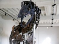 The largest dinosaur skeleton ever auctioned in France, measuring 22 meters long, sells on November 16, 2024, in the Paris region, for more...