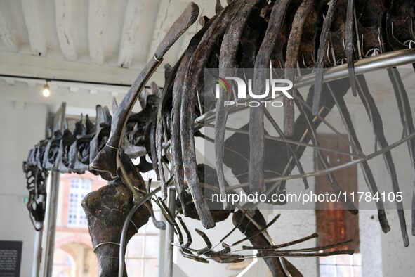 The largest dinosaur skeleton ever auctioned in France, measuring 22 meters long, sells on November 16, 2024, in the Paris region, for more...