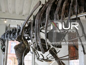 The largest dinosaur skeleton ever auctioned in France, measuring 22 meters long, sells on November 16, 2024, in the Paris region, for more...