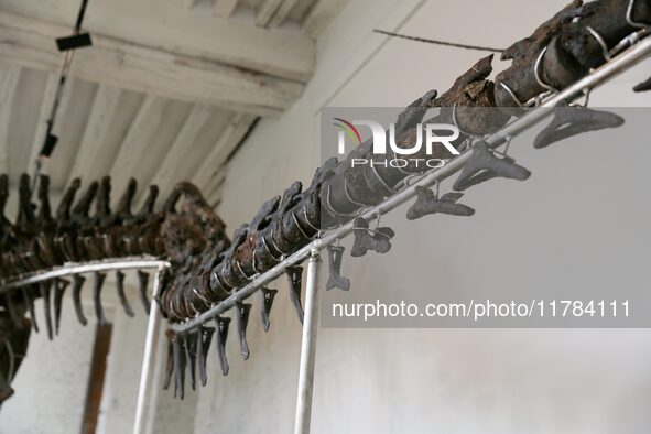 The largest dinosaur skeleton ever auctioned in France, measuring 22 meters long, sells on November 16, 2024, in the Paris region, for more...