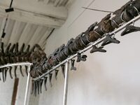 The largest dinosaur skeleton ever auctioned in France, measuring 22 meters long, sells on November 16, 2024, in the Paris region, for more...