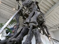 The largest dinosaur skeleton ever auctioned in France, measuring 22 meters long, sells on November 16, 2024, in the Paris region, for more...