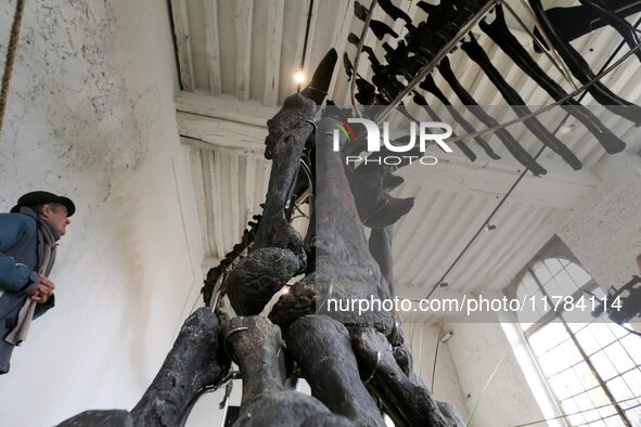 The largest dinosaur skeleton ever auctioned in France, measuring 22 meters long, sells on November 16, 2024, in the Paris region, for more...