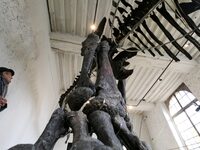 The largest dinosaur skeleton ever auctioned in France, measuring 22 meters long, sells on November 16, 2024, in the Paris region, for more...