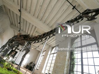 The largest dinosaur skeleton ever auctioned in France, measuring 22 meters long, sells on November 16, 2024, in the Paris region, for more...