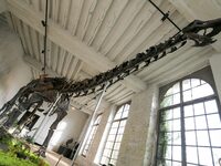 The largest dinosaur skeleton ever auctioned in France, measuring 22 meters long, sells on November 16, 2024, in the Paris region, for more...