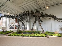 The largest dinosaur skeleton ever auctioned in France, measuring 22 meters long, sells on November 16, 2024, in the Paris region, for more...