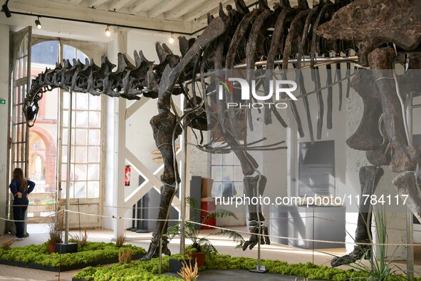 The largest dinosaur skeleton ever auctioned in France, measuring 22 meters long, sells on November 16, 2024, in the Paris region, for more...