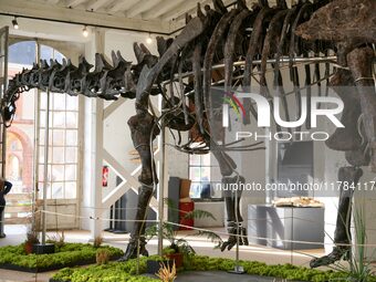 The largest dinosaur skeleton ever auctioned in France, measuring 22 meters long, sells on November 16, 2024, in the Paris region, for more...