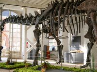 The largest dinosaur skeleton ever auctioned in France, measuring 22 meters long, sells on November 16, 2024, in the Paris region, for more...