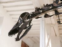 The largest dinosaur skeleton ever auctioned in France, measuring 22 meters long, sells on November 16, 2024, in the Paris region, for more...