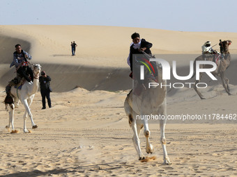 The photo, taken in Oued Souf, Algeria, on November 16, 2024, shows the Camel Festival during the 6th International Festival of Saharan Tour...