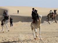 The photo, taken in Oued Souf, Algeria, on November 16, 2024, shows the Camel Festival during the 6th International Festival of Saharan Tour...