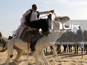 The photo, taken in Oued Souf, Algeria, on November 16, 2024, shows the Camel Festival during the 6th International Festival of Saharan Tour...