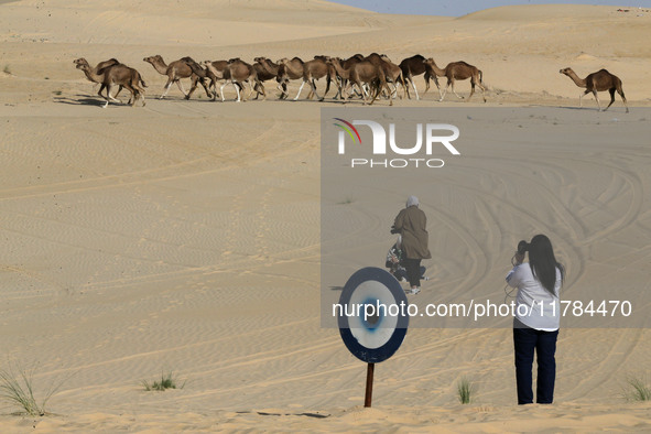 The photo, taken in Oued Souf, Algeria, on November 16, 2024, shows the Camel Festival during the 6th International Festival of Saharan Tour...