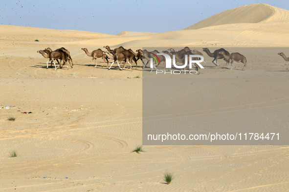 The photo, taken in Oued Souf, Algeria, on November 16, 2024, shows the Camel Festival during the 6th International Festival of Saharan Tour...