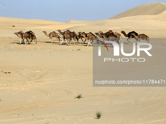 The photo, taken in Oued Souf, Algeria, on November 16, 2024, shows the Camel Festival during the 6th International Festival of Saharan Tour...