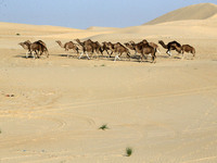 The photo, taken in Oued Souf, Algeria, on November 16, 2024, shows the Camel Festival during the 6th International Festival of Saharan Tour...