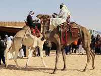 The photo, taken in Oued Souf, Algeria, on November 16, 2024, shows the Camel Festival during the 6th International Festival of Saharan Tour...