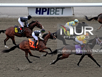 Thoroughbreds race by the grandstand at the start of a race at Woodbine Racetrack in Toronto, Canada, on November 16, 2024. (