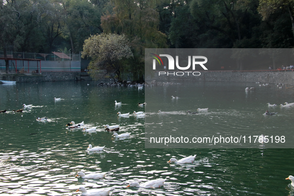 Hundreds of ducks are seen in a small lake in the Fuentes Brotantes National Park in the Tlalpan Municipality, in Mexico City, Mexico, on No...