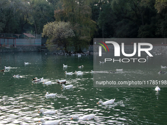 Hundreds of ducks are seen in a small lake in the Fuentes Brotantes National Park in the Tlalpan Municipality, in Mexico City, Mexico, on No...