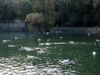 Hundreds of ducks are seen in a small lake in the Fuentes Brotantes National Park in the Tlalpan Municipality, in Mexico City, Mexico, on No...