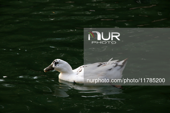 A duck is seen in a small lake at the Fuentes Brotantes National Park in the Tlalpan Municipality, in Mexico City, Mexico, on November 17, 2...