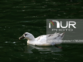 A duck is seen in a small lake at the Fuentes Brotantes National Park in the Tlalpan Municipality, in Mexico City, Mexico, on November 17, 2...