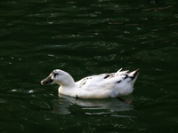 A duck is seen in a small lake at the Fuentes Brotantes National Park in the Tlalpan Municipality, in Mexico City, Mexico, on November 17, 2...